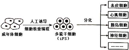 iPS细胞生产自然杀伤（NK）细胞